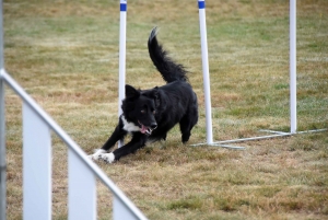 Education canine : l&#039;agility, une discipline très populaire chez les maîtres