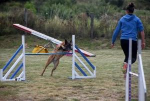 Education canine : l&#039;agility, une discipline très populaire chez les maîtres