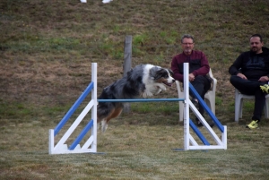 Education canine : l&#039;agility, une discipline très populaire chez les maîtres