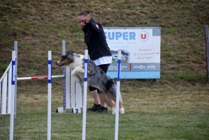 Education canine : l&#039;agility, une discipline très populaire chez les maîtres