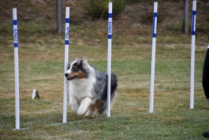 Education canine : l&#039;agility, une discipline très populaire chez les maîtres