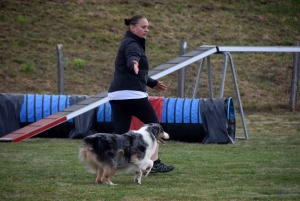 Education canine : l&#039;agility, une discipline très populaire chez les maîtres