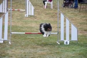 Education canine : l&#039;agility, une discipline très populaire chez les maîtres