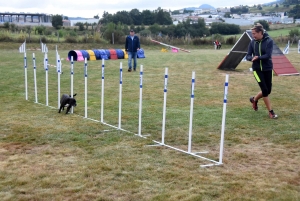 Education canine : l&#039;agility, une discipline très populaire chez les maîtres