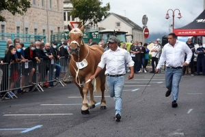 Yssingeaux : le concours de chevaux lourds a conquis le centre-ville