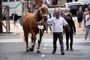 Yssingeaux : le concours de chevaux lourds a conquis le centre-ville