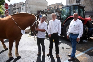 Yssingeaux : le concours de chevaux lourds a conquis le centre-ville