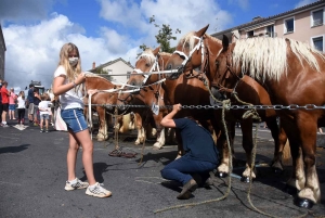 Yssingeaux : le concours de chevaux lourds a conquis le centre-ville