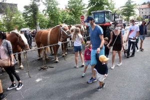 Yssingeaux : le concours de chevaux lourds a conquis le centre-ville