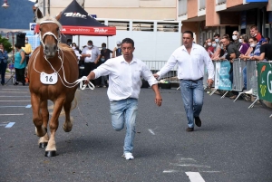 Yssingeaux : le concours de chevaux lourds a conquis le centre-ville