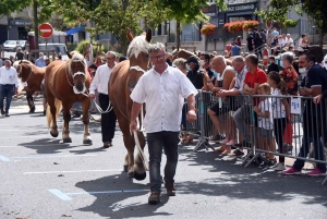 Yssingeaux : le concours de chevaux lourds a conquis le centre-ville