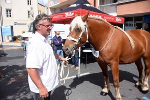 Yssingeaux : le concours de chevaux lourds a conquis le centre-ville