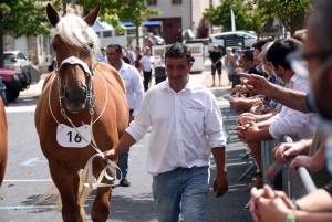 Yssingeaux : le concours de chevaux lourds a conquis le centre-ville