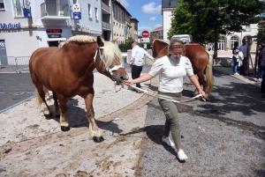 Yssingeaux : le concours de chevaux lourds a conquis le centre-ville