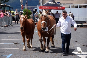 Yssingeaux : le concours de chevaux lourds a conquis le centre-ville