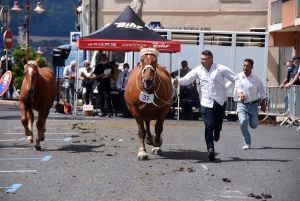 Yssingeaux : le concours de chevaux lourds a conquis le centre-ville