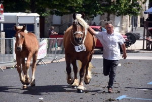 Yssingeaux : le concours de chevaux lourds a conquis le centre-ville