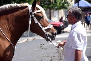 Yssingeaux : le concours de chevaux lourds a conquis le centre-ville