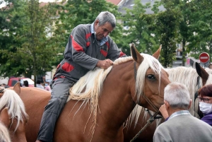 Yssingeaux : le concours de chevaux lourds a conquis le centre-ville