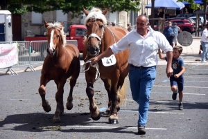 Yssingeaux : le concours de chevaux lourds a conquis le centre-ville