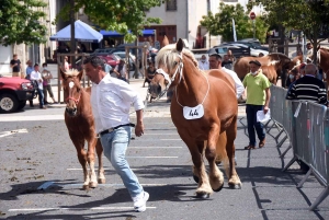 Yssingeaux : le concours de chevaux lourds a conquis le centre-ville