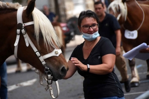 Yssingeaux : le concours de chevaux lourds a conquis le centre-ville