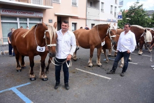 Yssingeaux : le concours de chevaux lourds a conquis le centre-ville