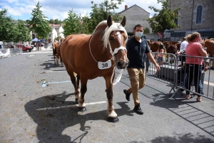 Yssingeaux : le concours de chevaux lourds a conquis le centre-ville