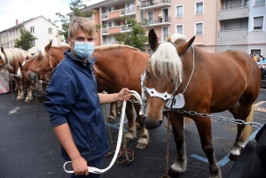 Yssingeaux : le concours de chevaux lourds a conquis le centre-ville