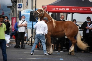 Yssingeaux : le concours de chevaux lourds a conquis le centre-ville