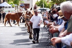 Yssingeaux : le concours de chevaux lourds a conquis le centre-ville