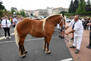 Yssingeaux : 51 juments au premier concours de l&#039;été de chevaux lourds