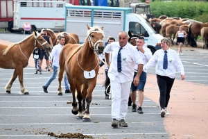 Yssingeaux : 51 juments au premier concours de l&#039;été de chevaux lourds