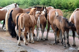 Yssingeaux : 51 juments au premier concours de l&#039;été de chevaux lourds