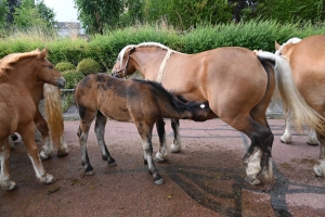 Yssingeaux : 51 juments au premier concours de l&#039;été de chevaux lourds