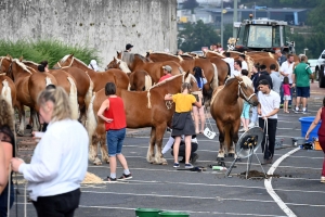 Yssingeaux : 51 juments au premier concours de l&#039;été de chevaux lourds