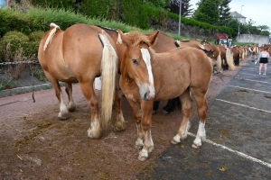 Yssingeaux : 51 juments au premier concours de l&#039;été de chevaux lourds