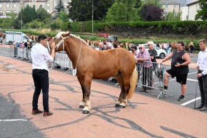 Yssingeaux : 51 juments au premier concours de l&#039;été de chevaux lourds