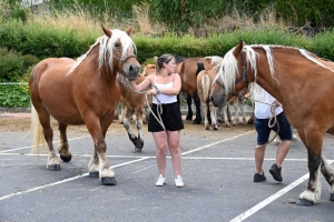 Yssingeaux : 51 juments au premier concours de l&#039;été de chevaux lourds