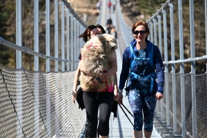 Une fréquentation sensationnelle sur la passerelle himalayenne des gorges du Lignon (vidéo)