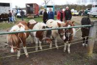 Bas-en-Basset : ils sont venus, ils sont tous à la Foire aux ânes