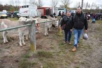 Bas-en-Basset : ils sont venus, ils sont tous à la Foire aux ânes