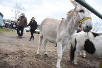 Bas-en-Basset : ils sont venus, ils sont tous à la Foire aux ânes