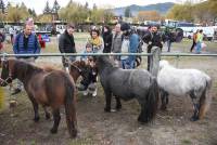 Bas-en-Basset : ils sont venus, ils sont tous à la Foire aux ânes