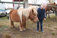 Bas-en-Basset : ils sont venus, ils sont tous à la Foire aux ânes