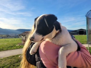 Un jeune border collie perdu secteur de la Gare à Monistrol