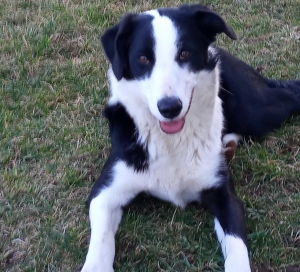 Une chienne recueillie à Fay-sur-Lignon