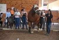 Yssingeaux : les lycéens apprennent à juger les chevaux et les vaches