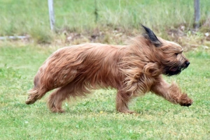 Monistrol-sur-Loire : les passionnés du berger de brie en concours canin