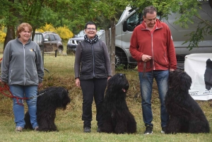 Monistrol-sur-Loire : les passionnés du berger de brie en concours canin